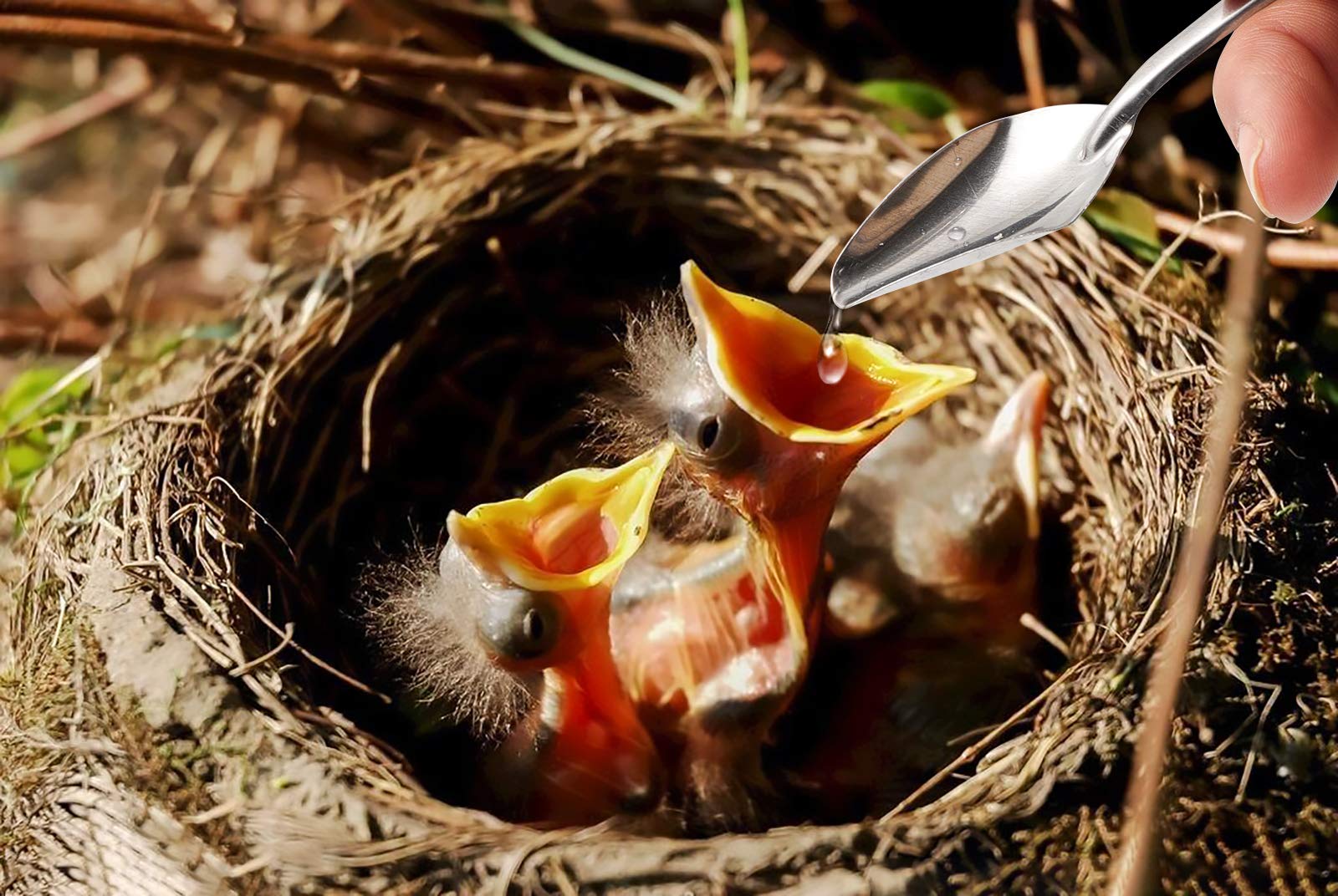 Talk-Satisfied Bird Feeding Syringe Feeding Tubes for Baby Birds Parrot Hand Feeding Syringe with 6 Pcs Curved Gavage Tubes and